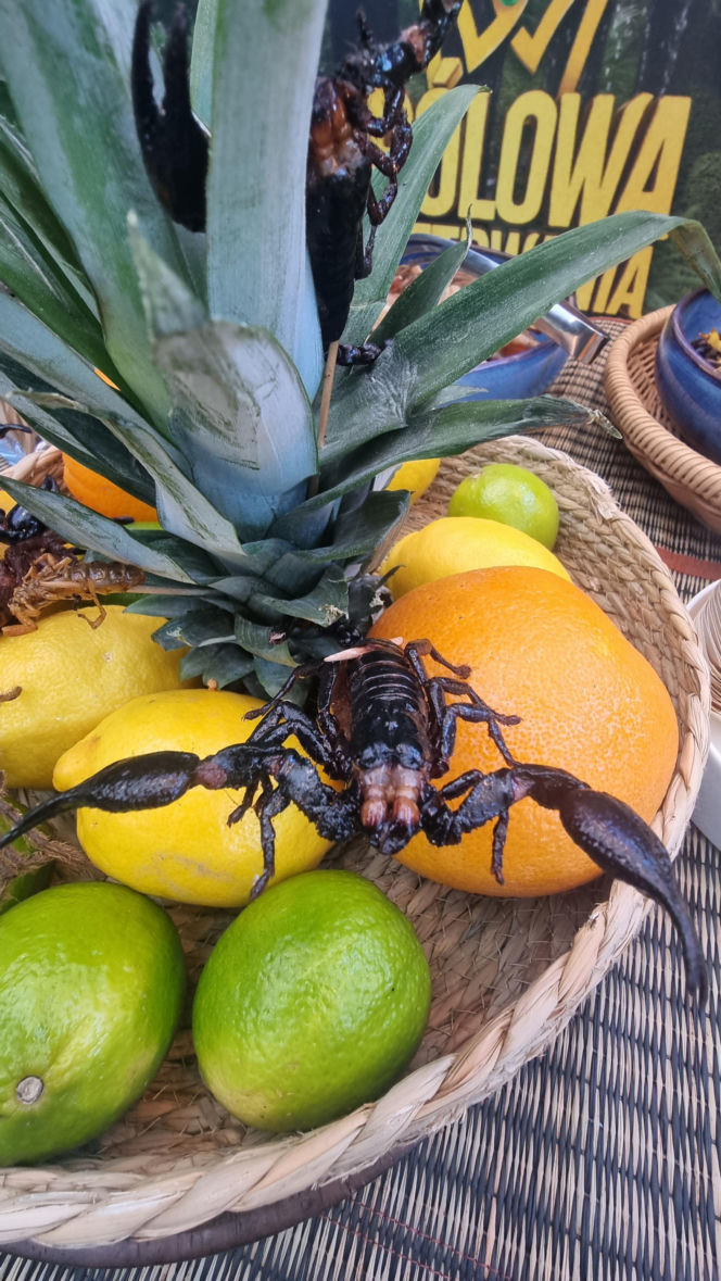 "Królowe przetrwania" reagują na pierwszy odcinek. Śmiech, łzy i marsowe miny