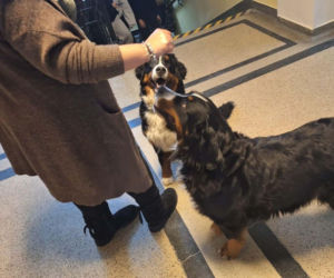 Jako pierwsi w Polsce wprowadzili do szkoły dogoterapię! Dzieciom ze skawińskiego liceum pomagają Wilma i Thelma