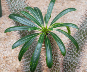 Kupiłeś palmę Madagaskaru? To wcale nie jest palma!