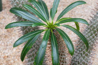 Kupiłeś palmę Madagaskaru? To wcale nie jest palma!