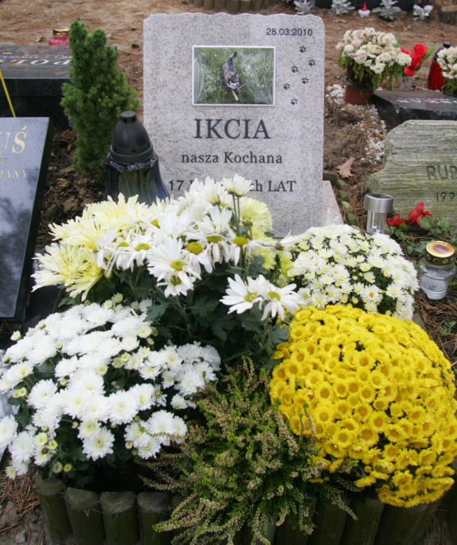 Cmentarz dla zwierząt