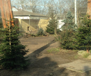 Wybieg dla wilków