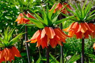 Od cesarskiej korony po kwiat w szachownicę!