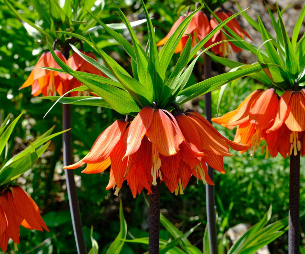 Od cesarskiej korony po kwiat w szachownicę!