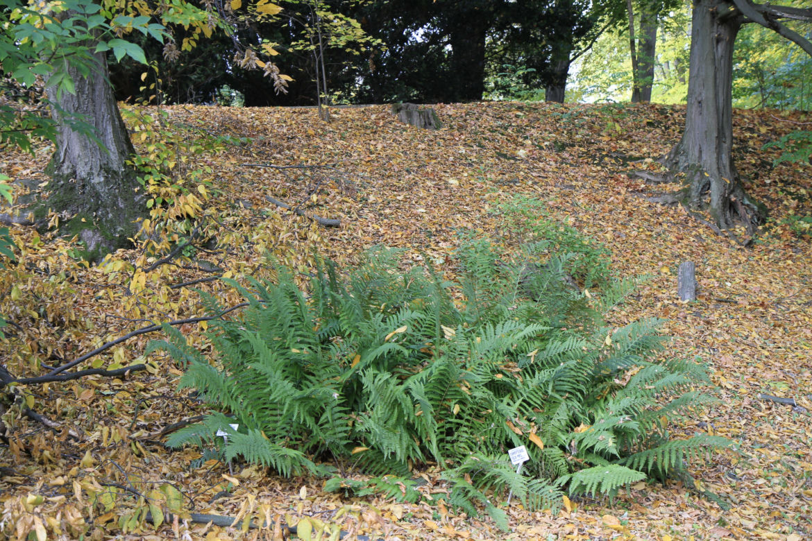 Spacer po jesiennych Ogrodzie Botanicznym w Lublinie