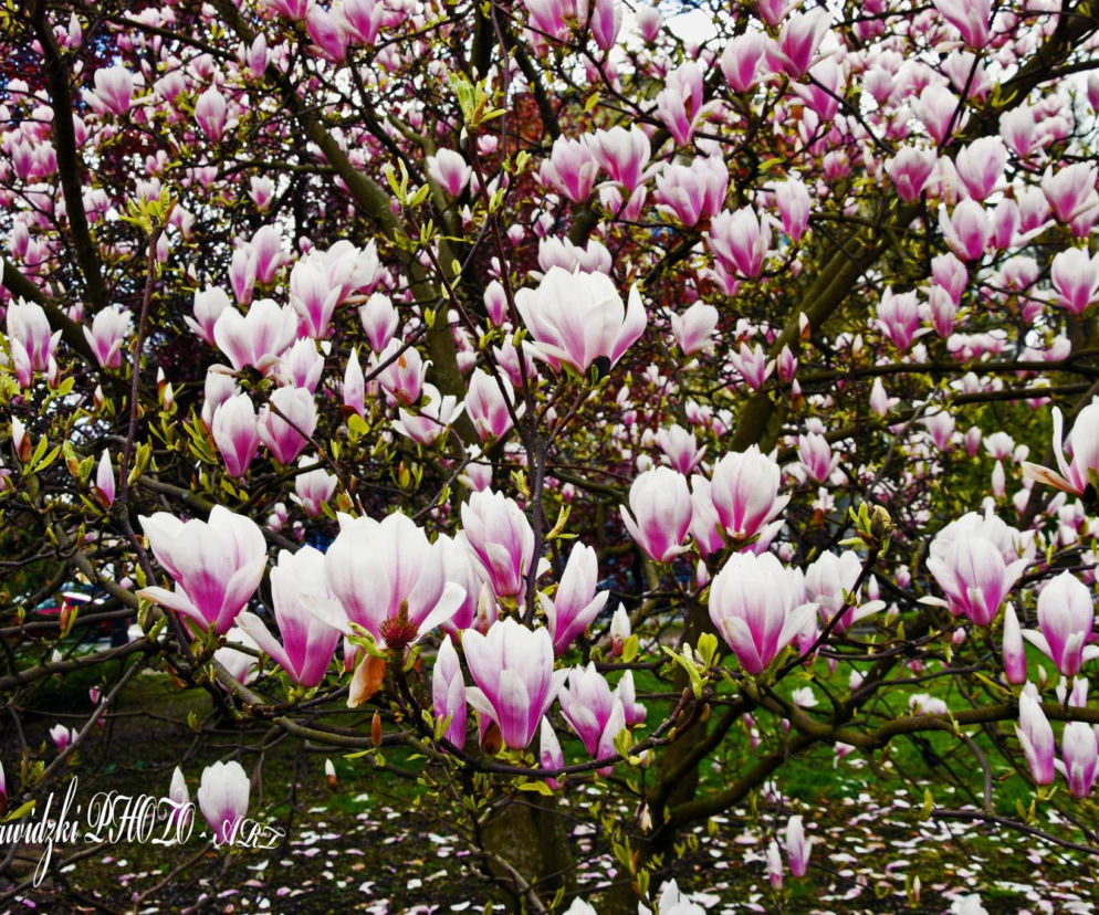 Szczecińskie magnolie