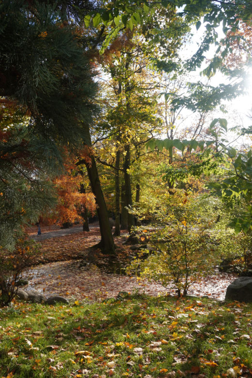 Park Wilsona jesienią
