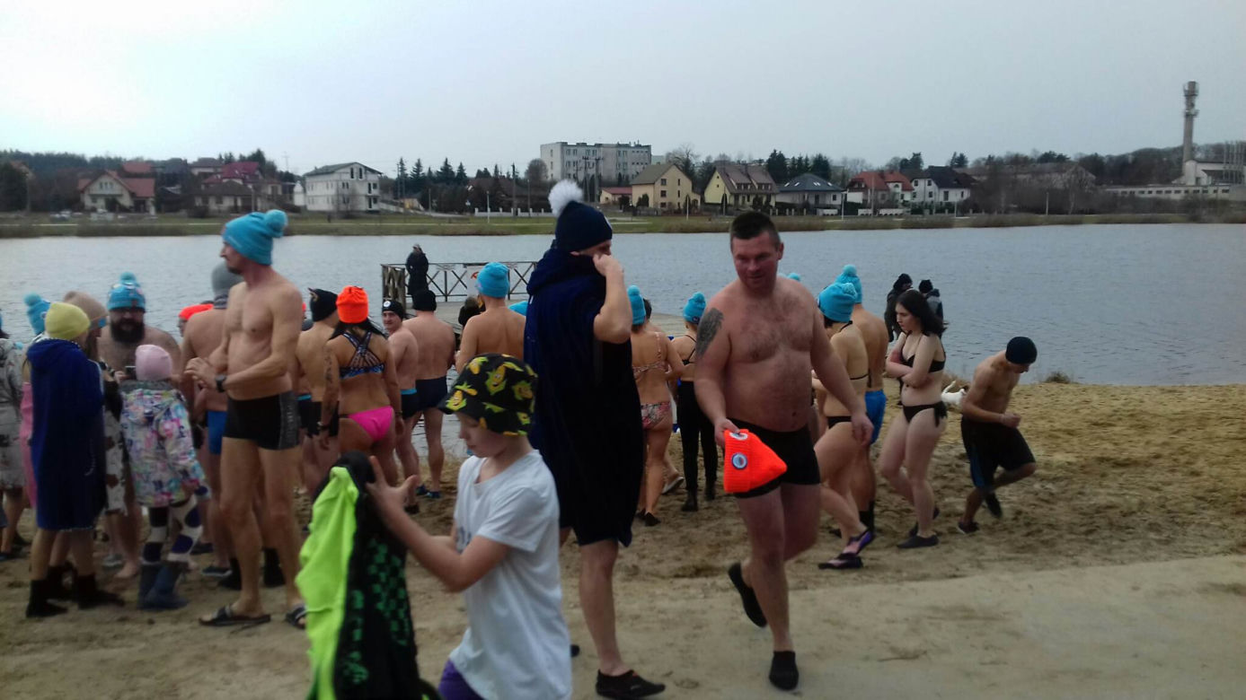 Wielkie liczenie morsów w Morawicy. Do wody weszło około stu osób! 