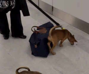 Malwina Wędzikowska uratowała psa