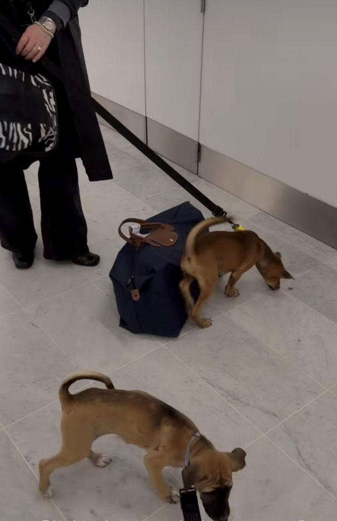 Malwina Wędzikowska uratowała psa