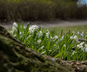 Cebulica syberyjska 'Alba'