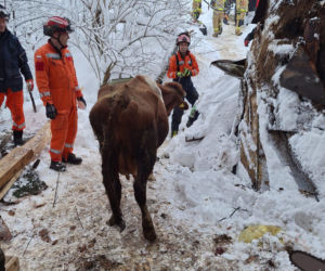 Dach stodoły runął pod naporem śniegu. W środku były zwierzęta