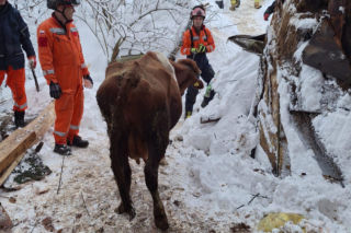 Dach stodoły runął pod naporem śniegu. W środku były zwierzęta