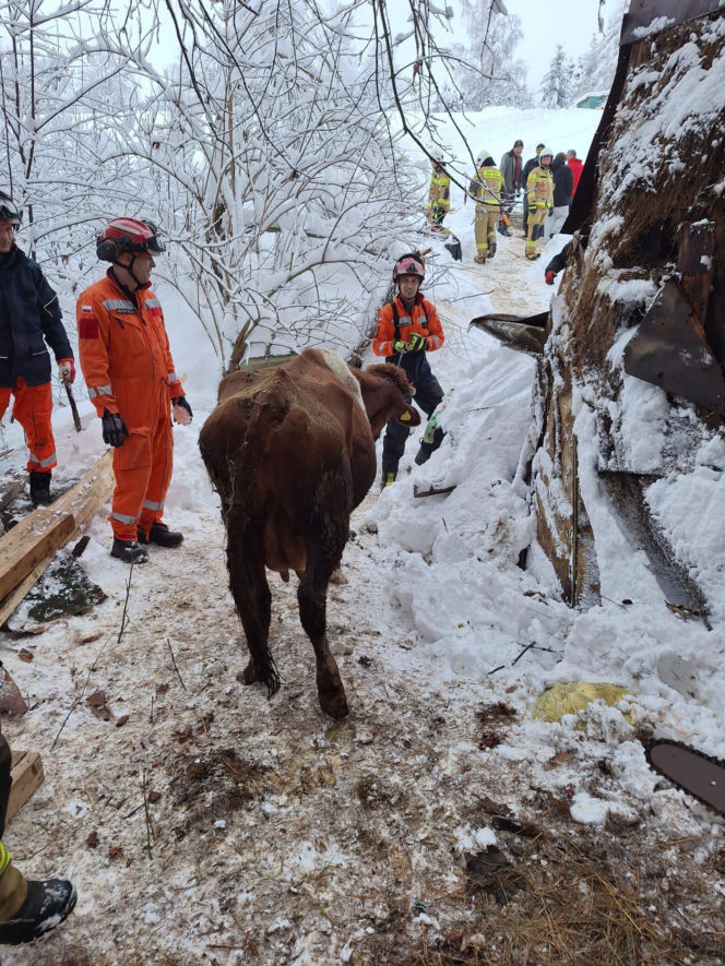 Dach stodoły runął pod naporem śniegu. W środku były zwierzęta