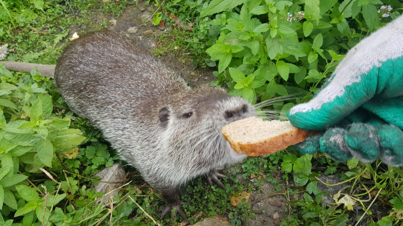 Nutrie z jaworznickiej Byczyny