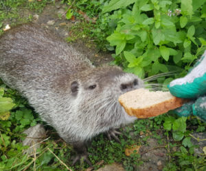 Nutrie z jaworznickiej Byczyny