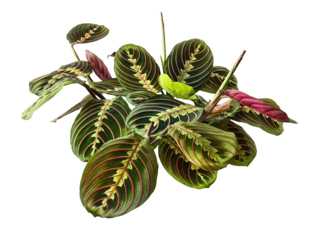Maranta