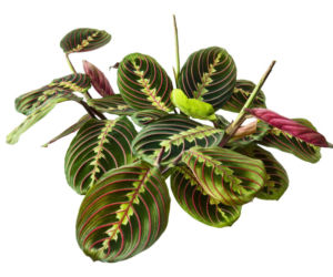 Maranta leuconeura