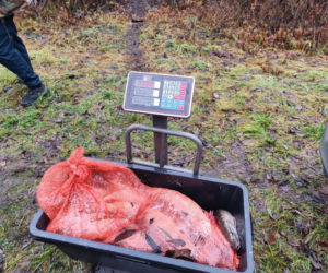 Afera nad jeziorem Bikcze. Wędkarze zgłosili się do pomocy, potem zabrali ryby