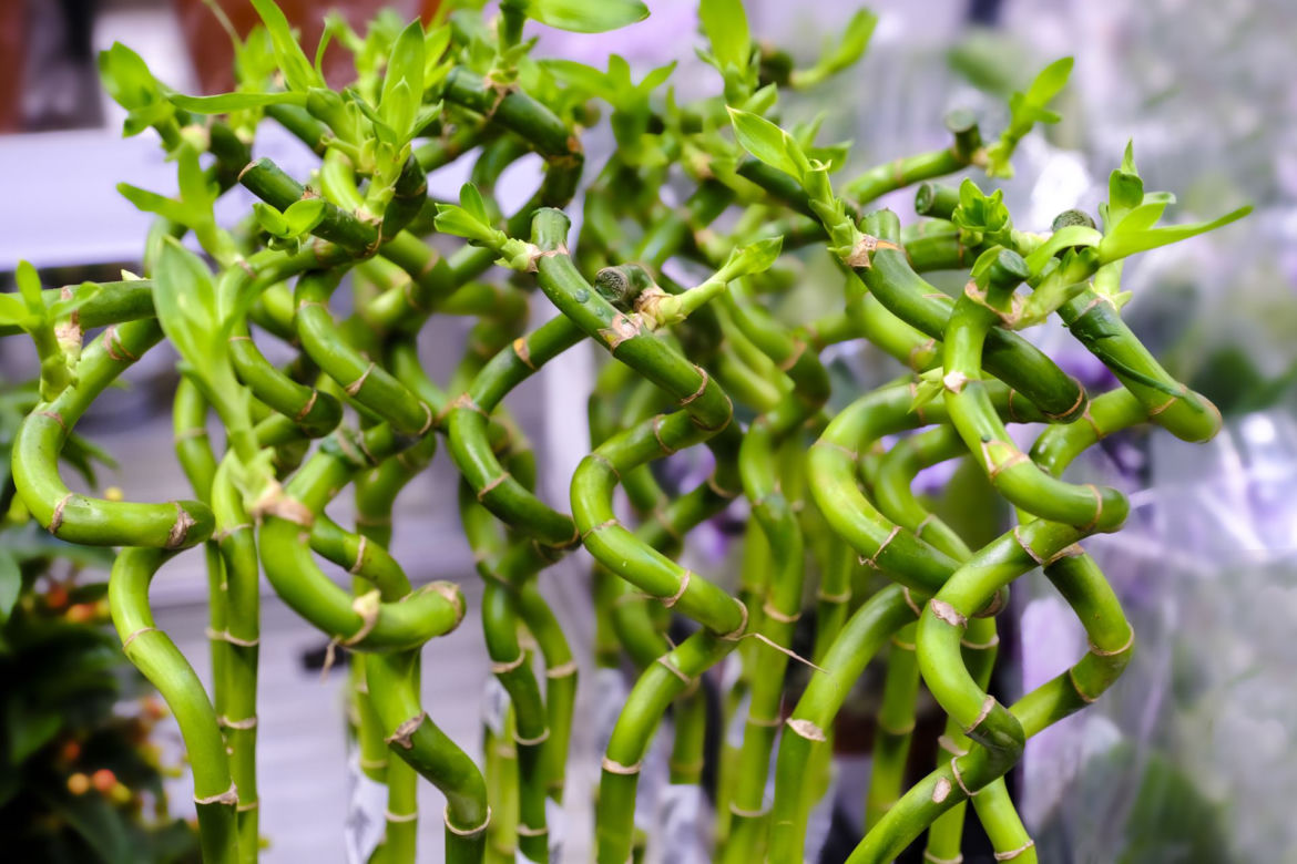 Dracena Lucky Bamboo