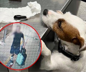 Przyleciał do Polski z 89 kapsułkami kokainy w żołądku. 40-latek połknął prawie kilogram narkotyku! [ZDJĘCIA]