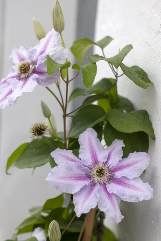 Powojnik (Clematis)