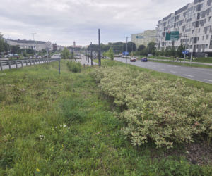 Tędy za dwa lata pojadą tramwaje. Na Szwederowie rozpoczęła się budowa nowej trasy tramwajowej