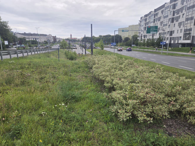 Tędy za dwa lata pojadą tramwaje. Na Szwederowie rozpoczęła się budowa nowej trasy tramwajowej