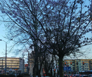 Przy Bramie Portowej na początku stycznia zakwitły drzewa