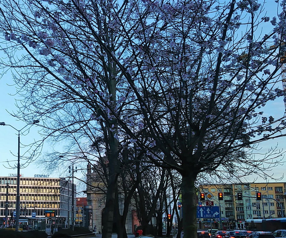Przy Bramie Portowej na początku stycznia zakwitły drzewa
