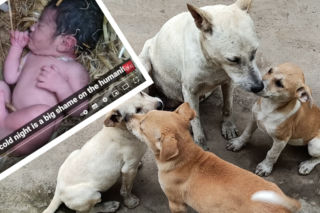 Psy uratowąły dziecku życie. Szczeniaczki ogrzały ciałem porzuconego noworodka