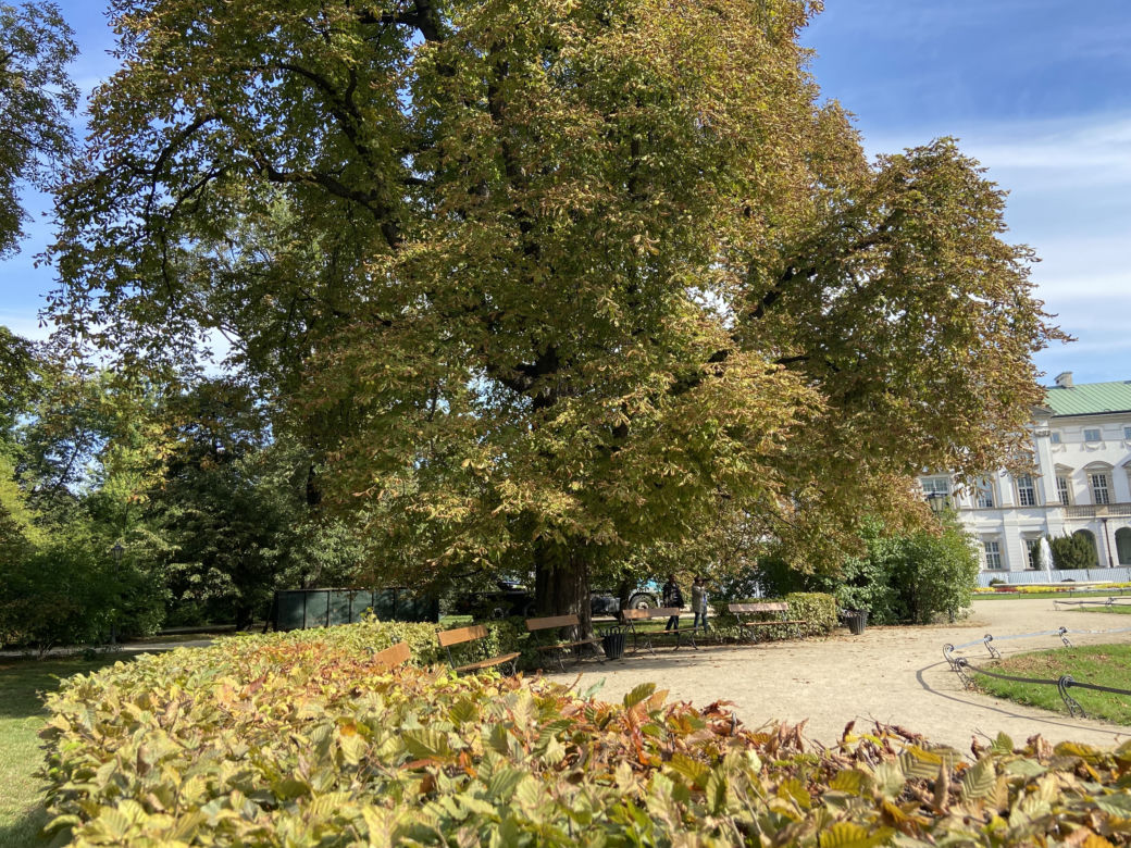 Jesień w Ogrodzie Krasińskich