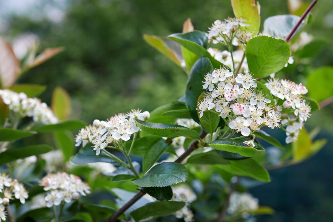 Aronia czarna