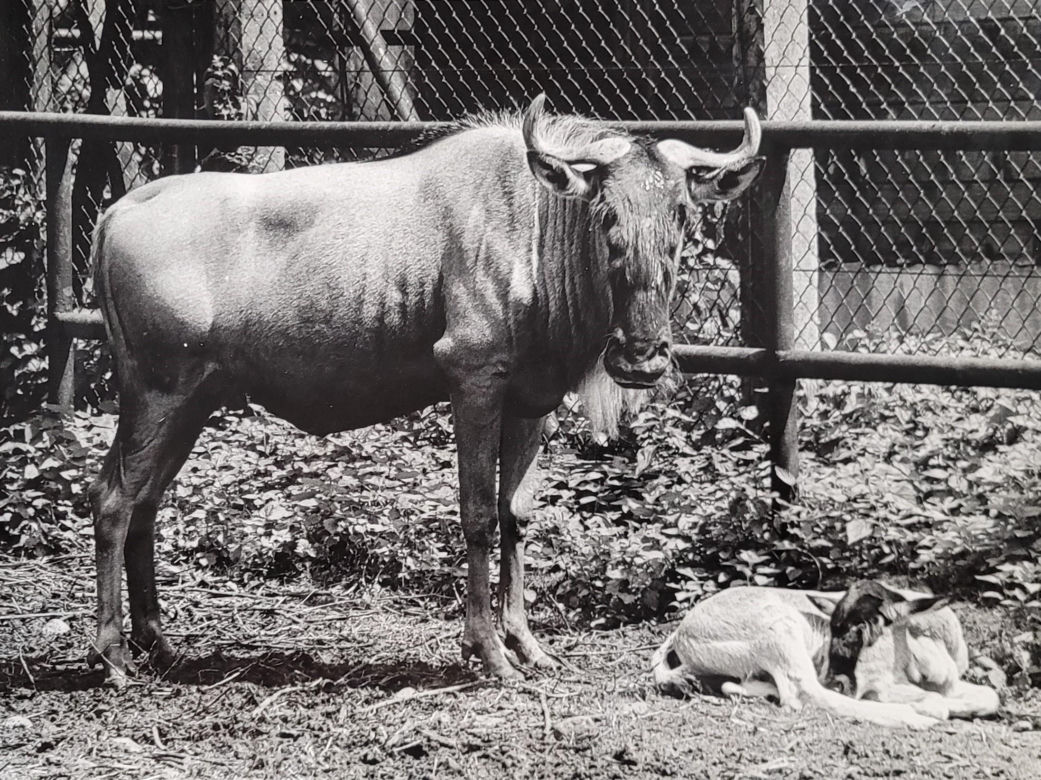 Łódzkie zoo w latach 70.