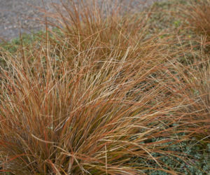 Turzyca Buchanana
