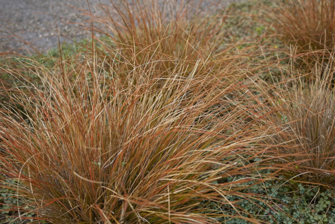 Turzyca Buchanana