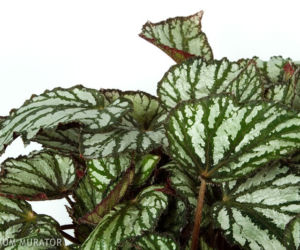 Begonia królewska