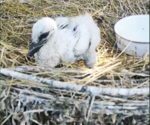 Kura przyłapana na kradzieży ciężarówki z jedzeniem