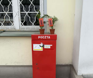 Darmowe palmy na ulicach Suwałk! Niezwykła akcja Radia ESKA