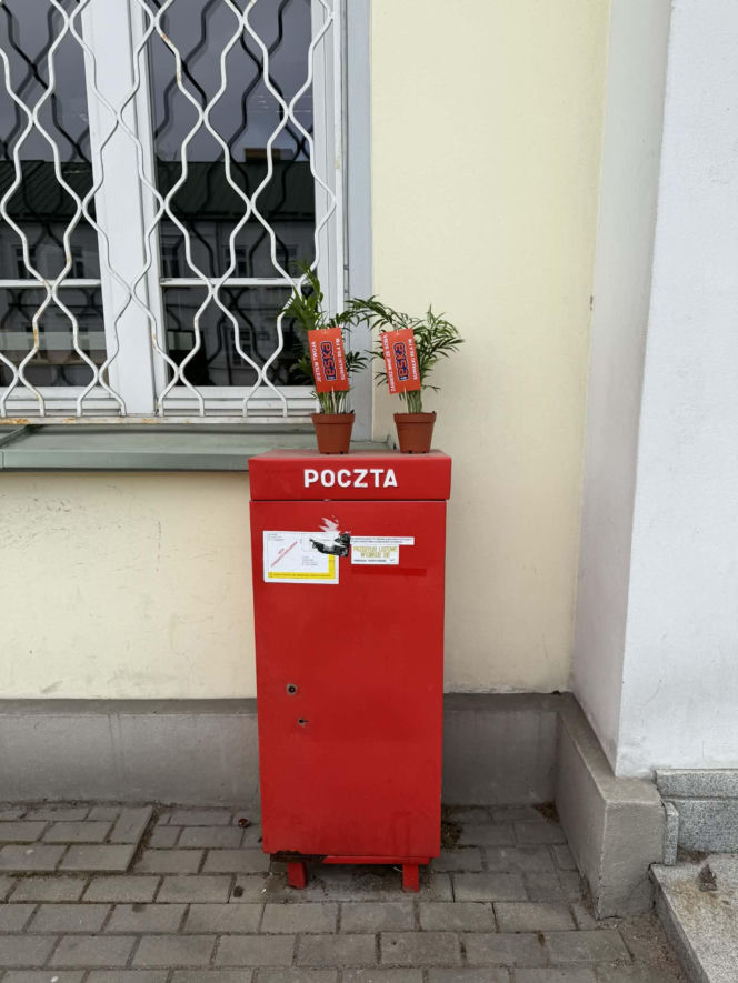 Darmowe palmy na ulicach Suwałk! Niezwykła akcja Radia ESKA