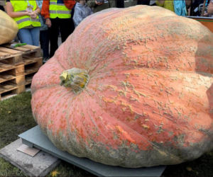 Wyhodowali prawdziwego giganta! Ta dynia waży 918 kg i ma rekord Polski
