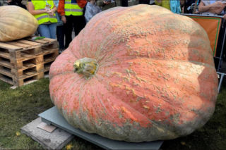 Wyhodowali prawdziwego giganta! Ta dynia waży 918 kg i ma rekord Polski