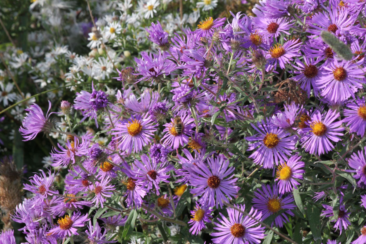 Aster nowoangielski 