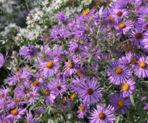 Aster nowoangielski 