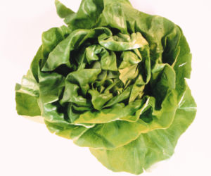 Odmiany sałaty