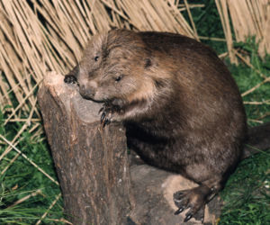 Bóbr