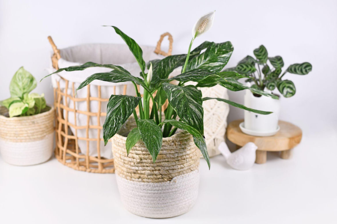 Skrzydłokwiat 'Diamond Variegata'