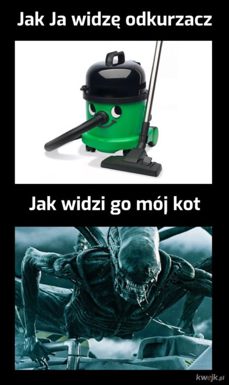 Dzień Kota 2020