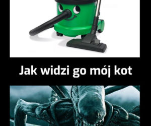 Dzień Kota 2020