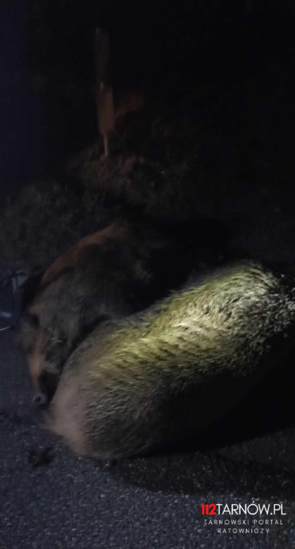 Dębno. Osobówka uderzyła w stado dzików na DK 94